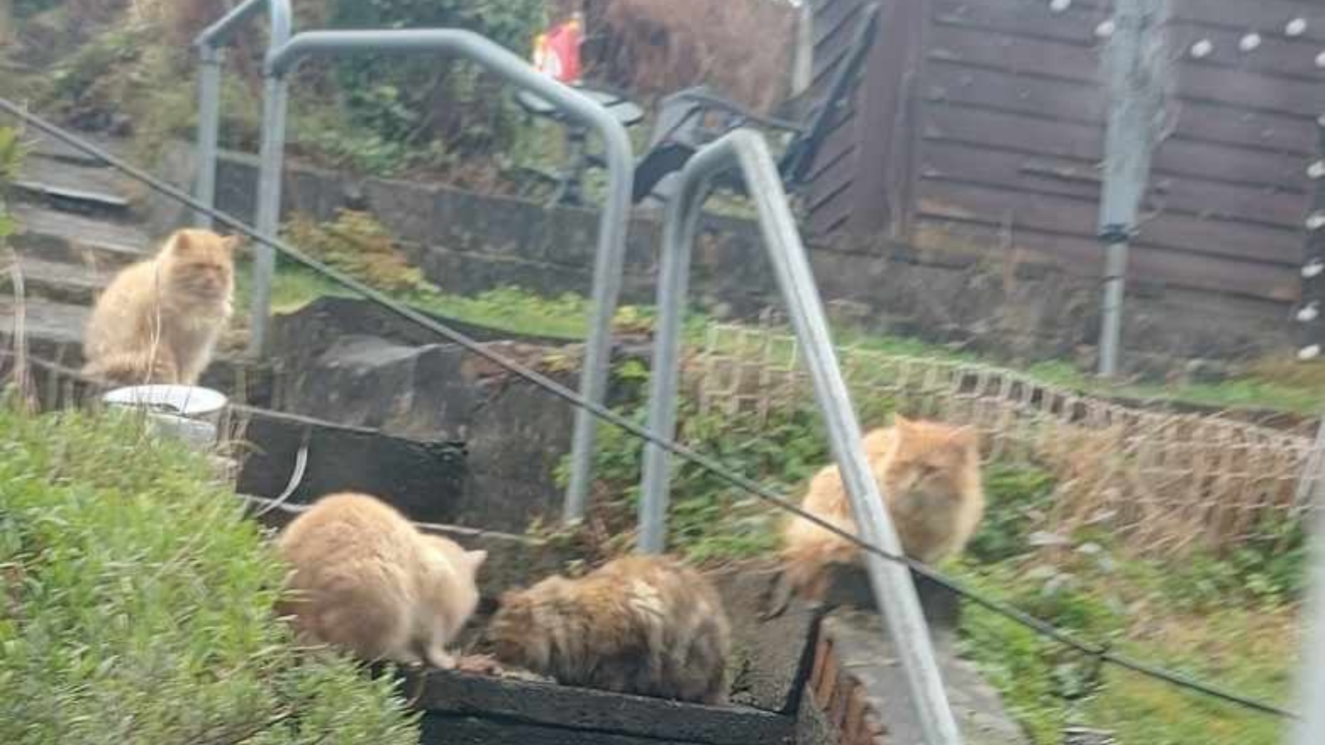 Treharris Colony