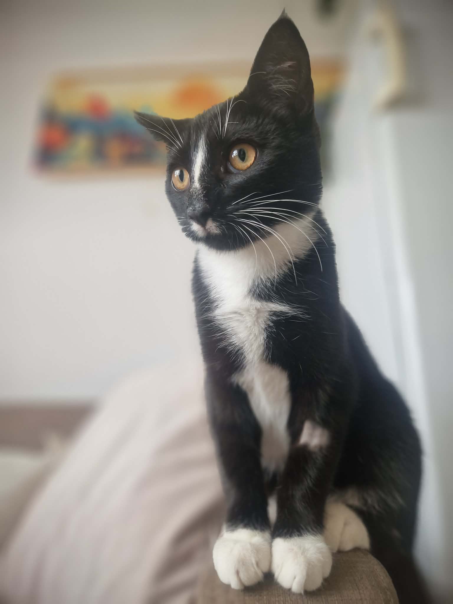 Megatron