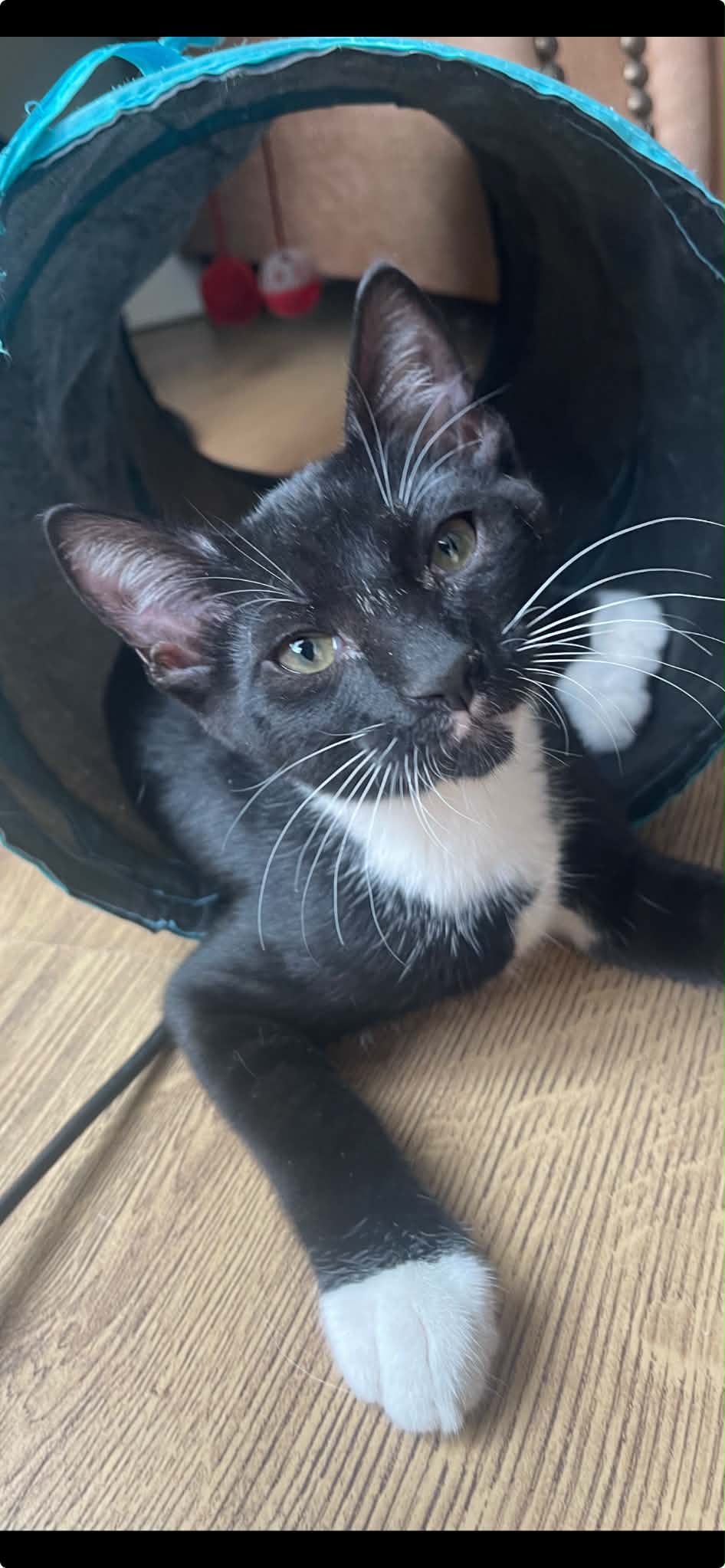 Arlo