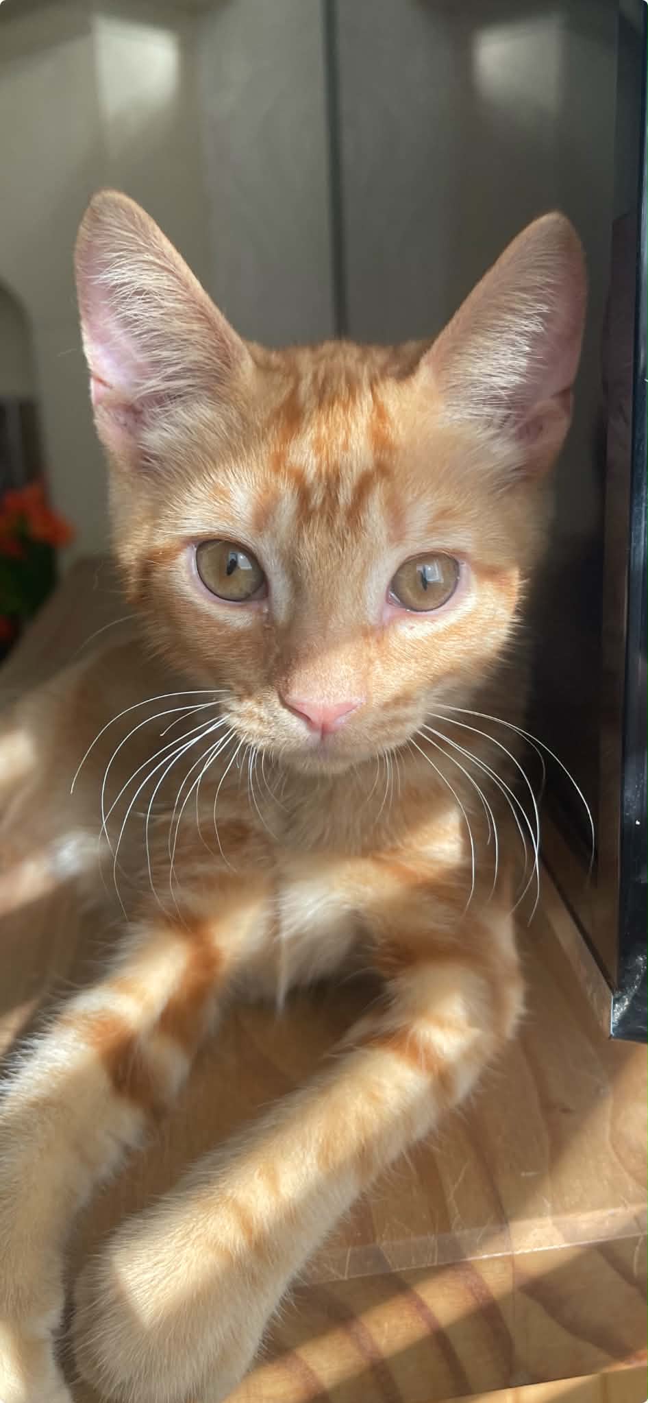 Astro