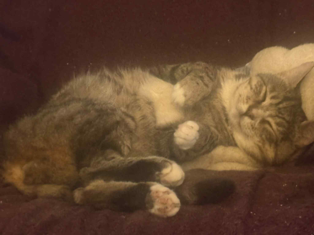 Archie